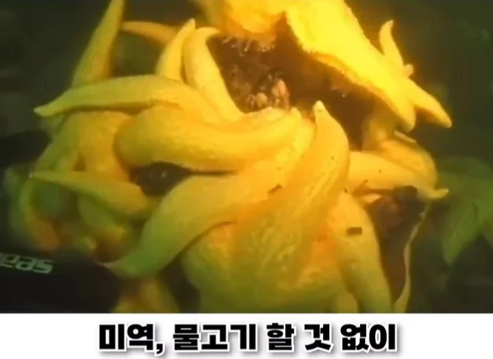 우리나라로 넘어온 바다의 무법자 불가사리의 최후 (14)