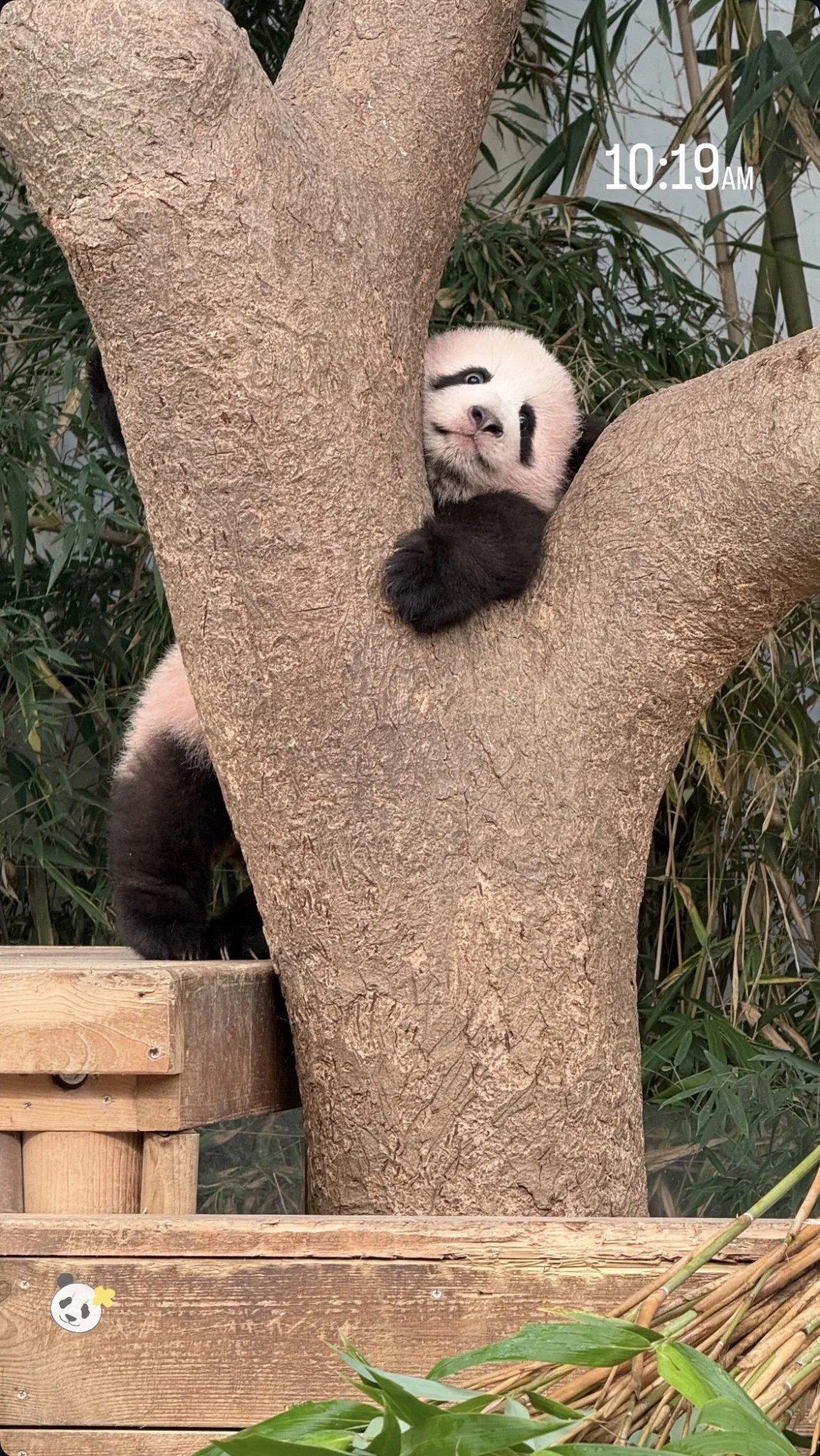 오늘 정식 데뷔한 슈바오🐼🩵 (12)