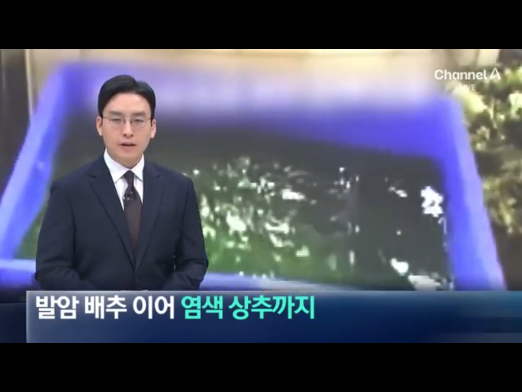 배추에 이어 염색상추 ㄷ ㄷ