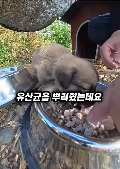 조회수1500만 견주 허락 없이 1개월 아기 강아지 그늘막 설치 사연, (40)