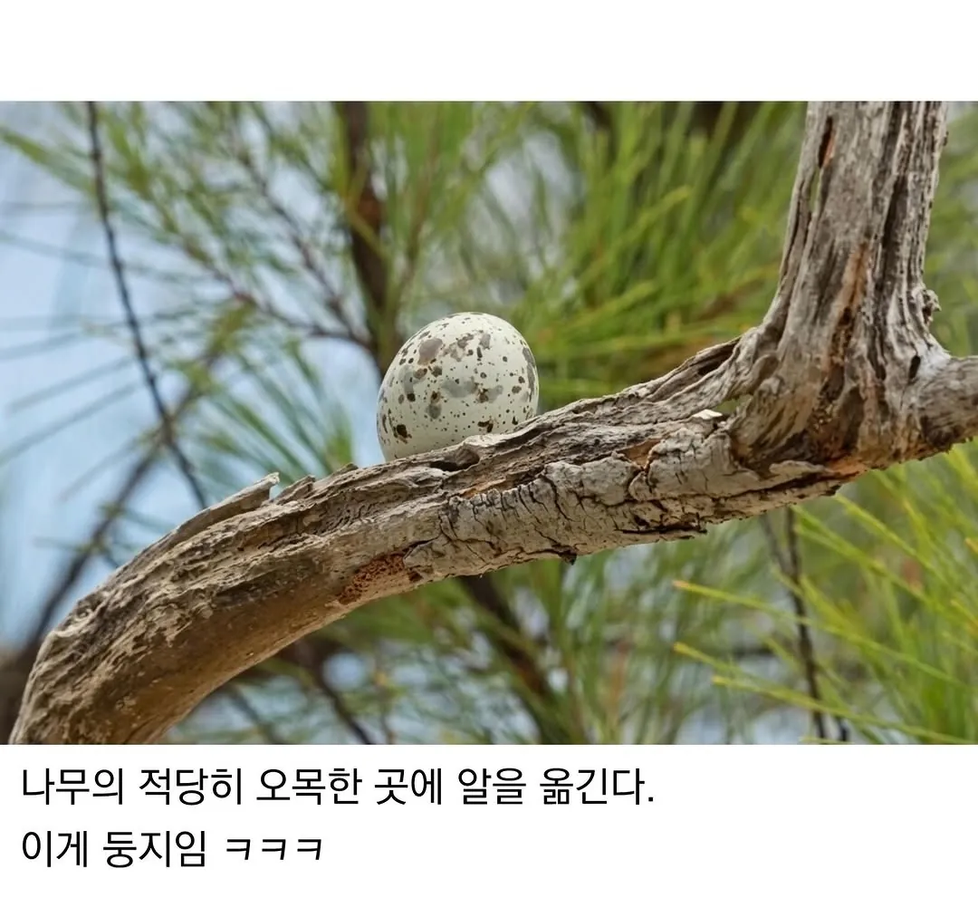 태어난 김에 대충 사는 새 (2)