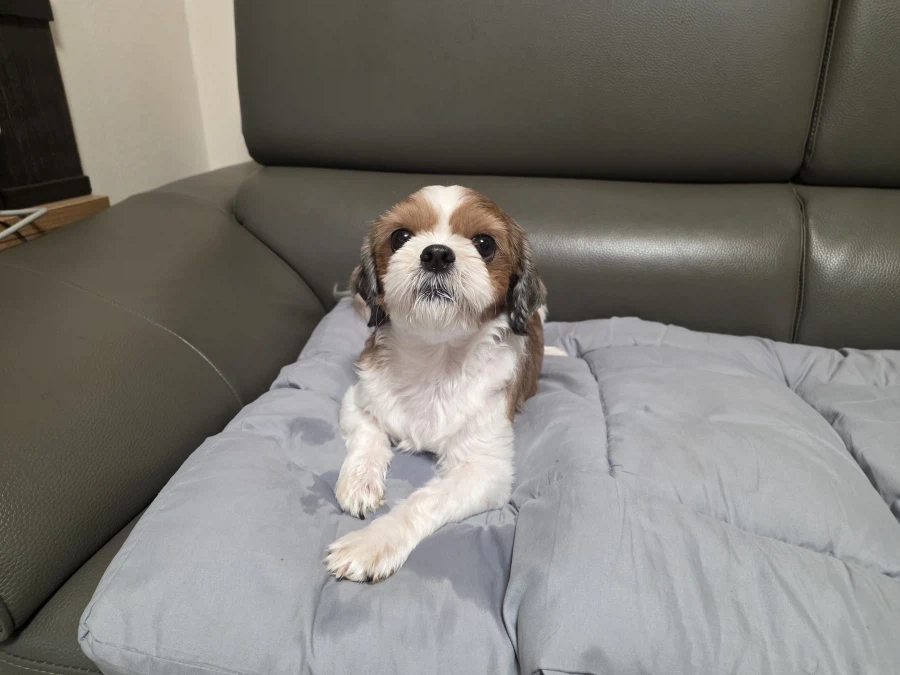 복돌이 떡밥 ㅋㅋㅋ 나도 복돌이 인증한다 (6)