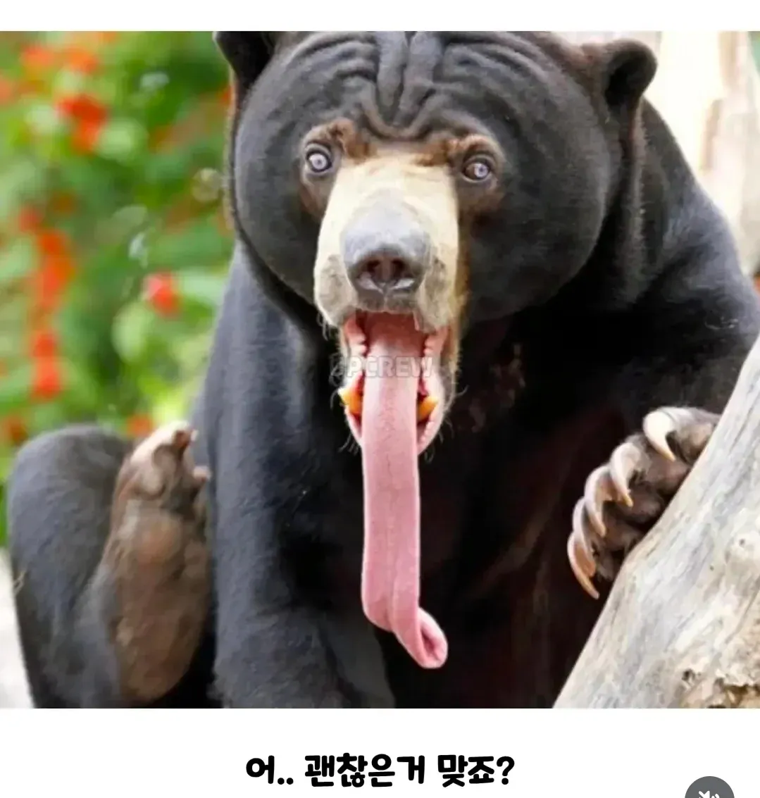 인간이 그나마 상대해 볼 만한 곰 (2)