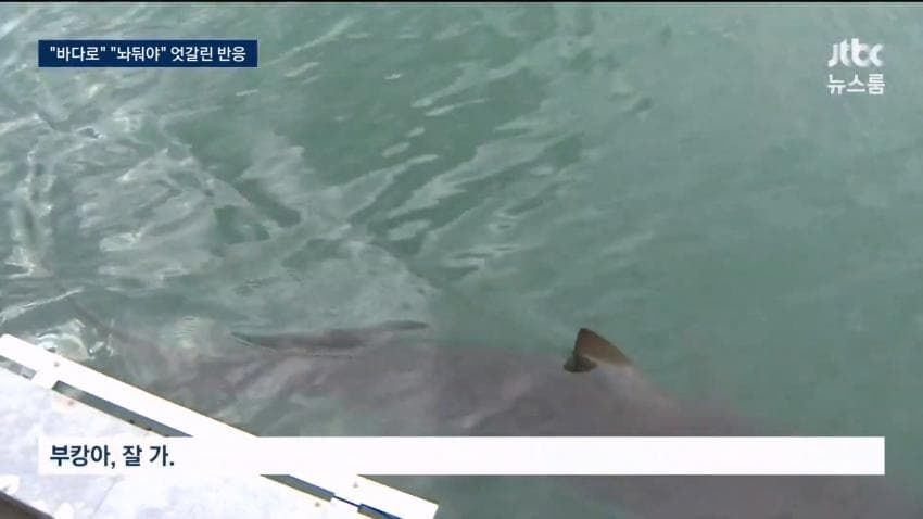 부산 상어.... 부캉이 구조 실패 ㄷㄷ...News (10)