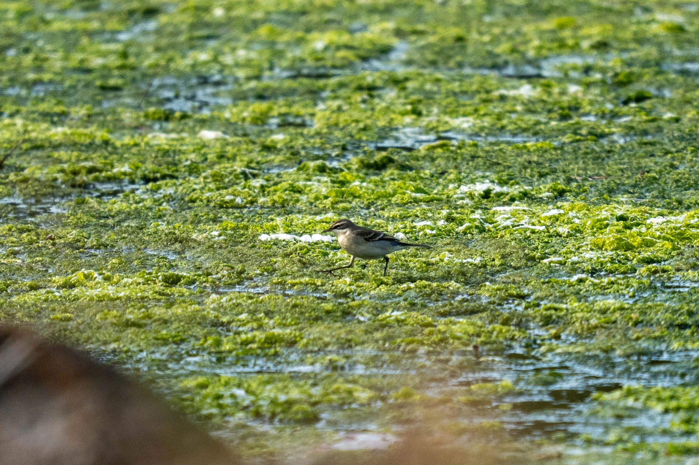 500mm 광각새찍 투척 (7)