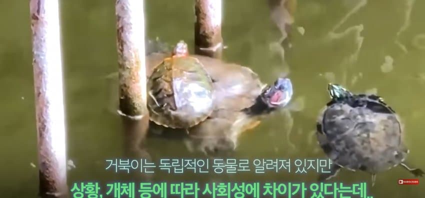 큰 거북이 곤경에 처하자 헤엄쳐간 작은 영웅들 (13)