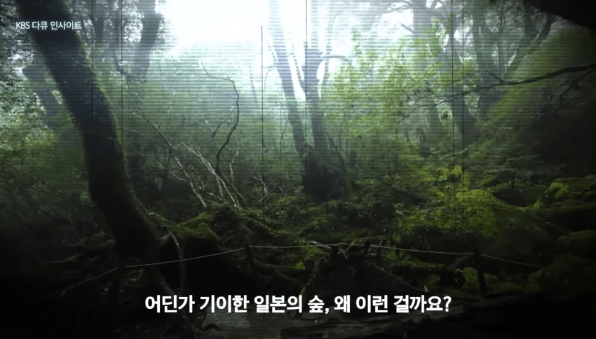 깜짝 .. 일본숲이 유독 무서운 이유 ㄹㅇ . (11)