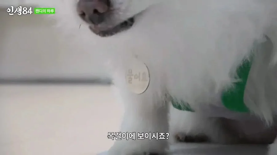 기안84 : 저희 개는 물어요