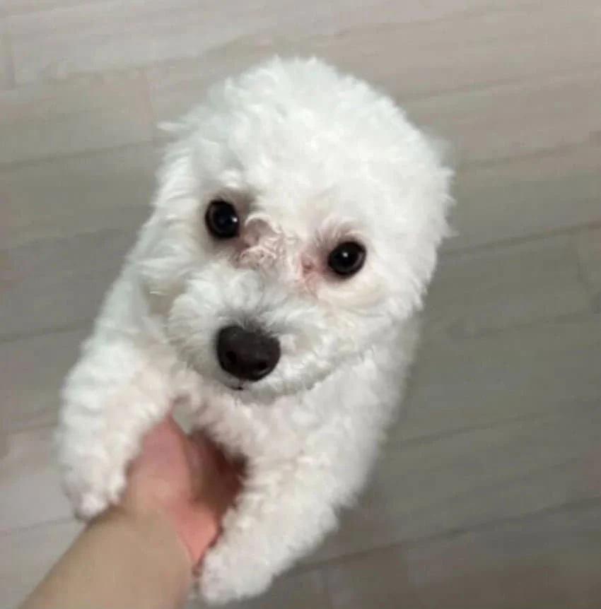 강아지 존나 귀여운점 (3)