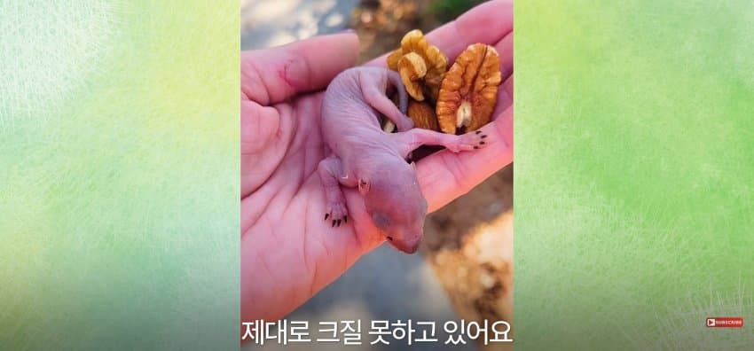 어미 다람쥐에게 갈곳 잃은 새끼 보여줬더니.. (9)