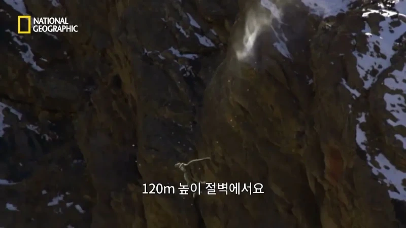 사냥 중 120m 절벽 아래로 떨어진 눈표범. jpg & YouT