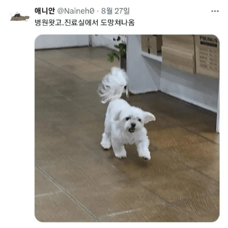 쮸인님! 도움! 살려줘!