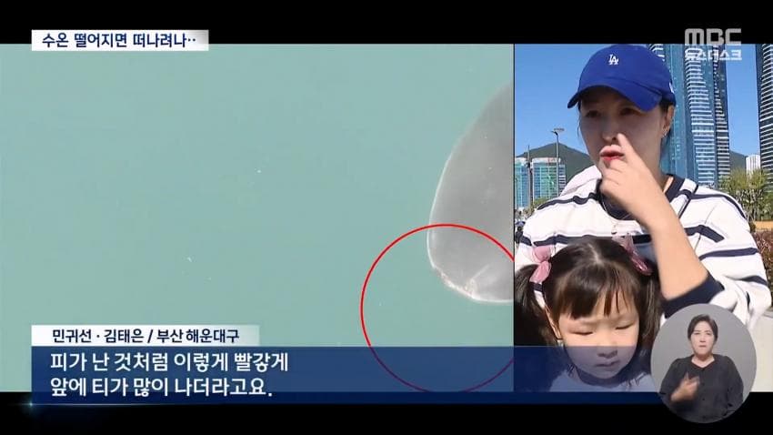 국민 상어 부캉이, 새끼 낳았나 (17)