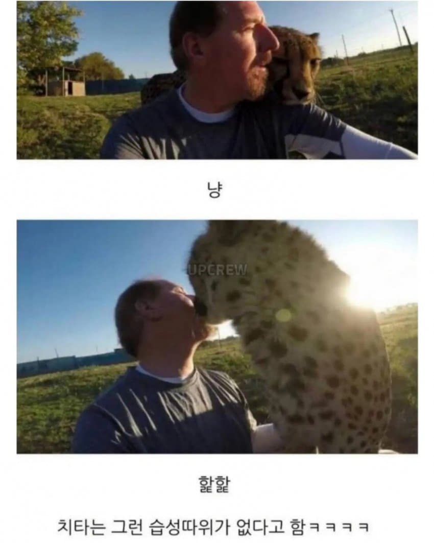 의외로 공식적으로 인간을 공격한적이 없는 맹수 (9)