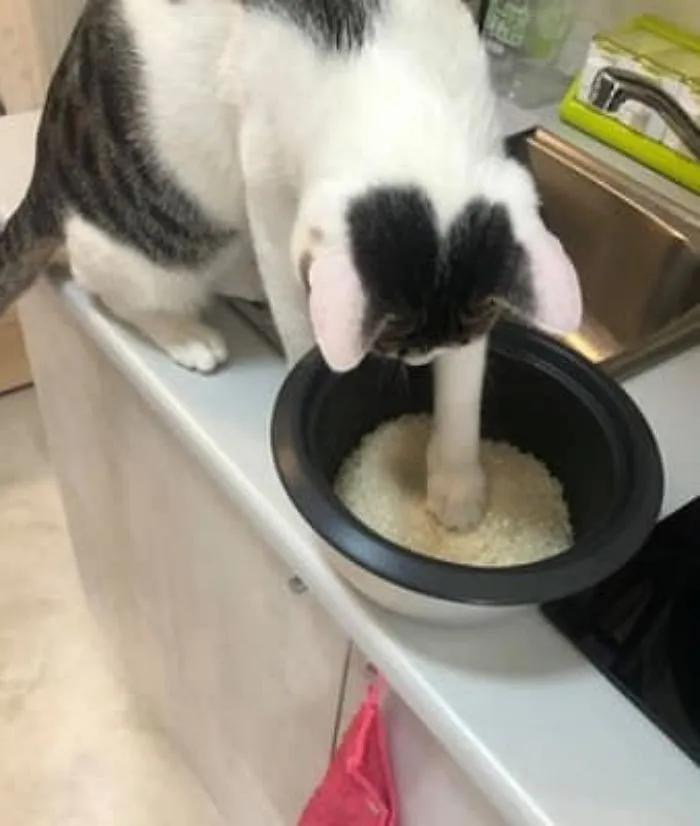 물 맞춰주는 고양이