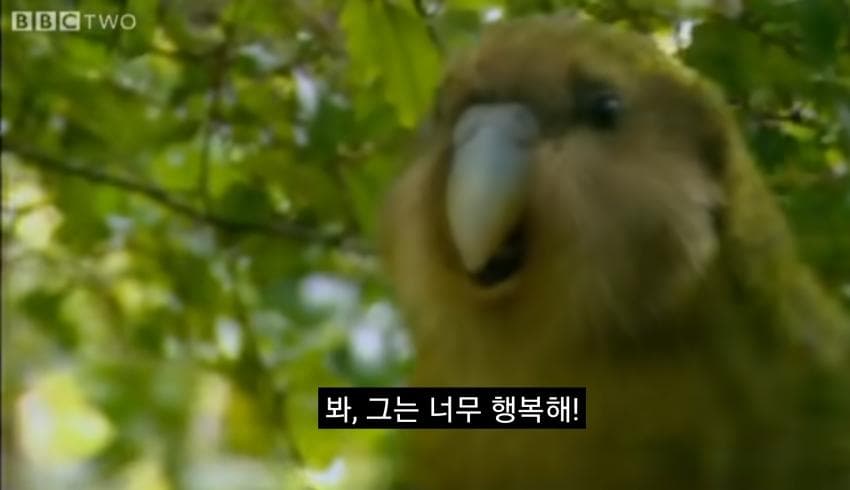 싱글벙글 관찰하러 온 제작진에게 교미를 시도하는 앵무새 (10)