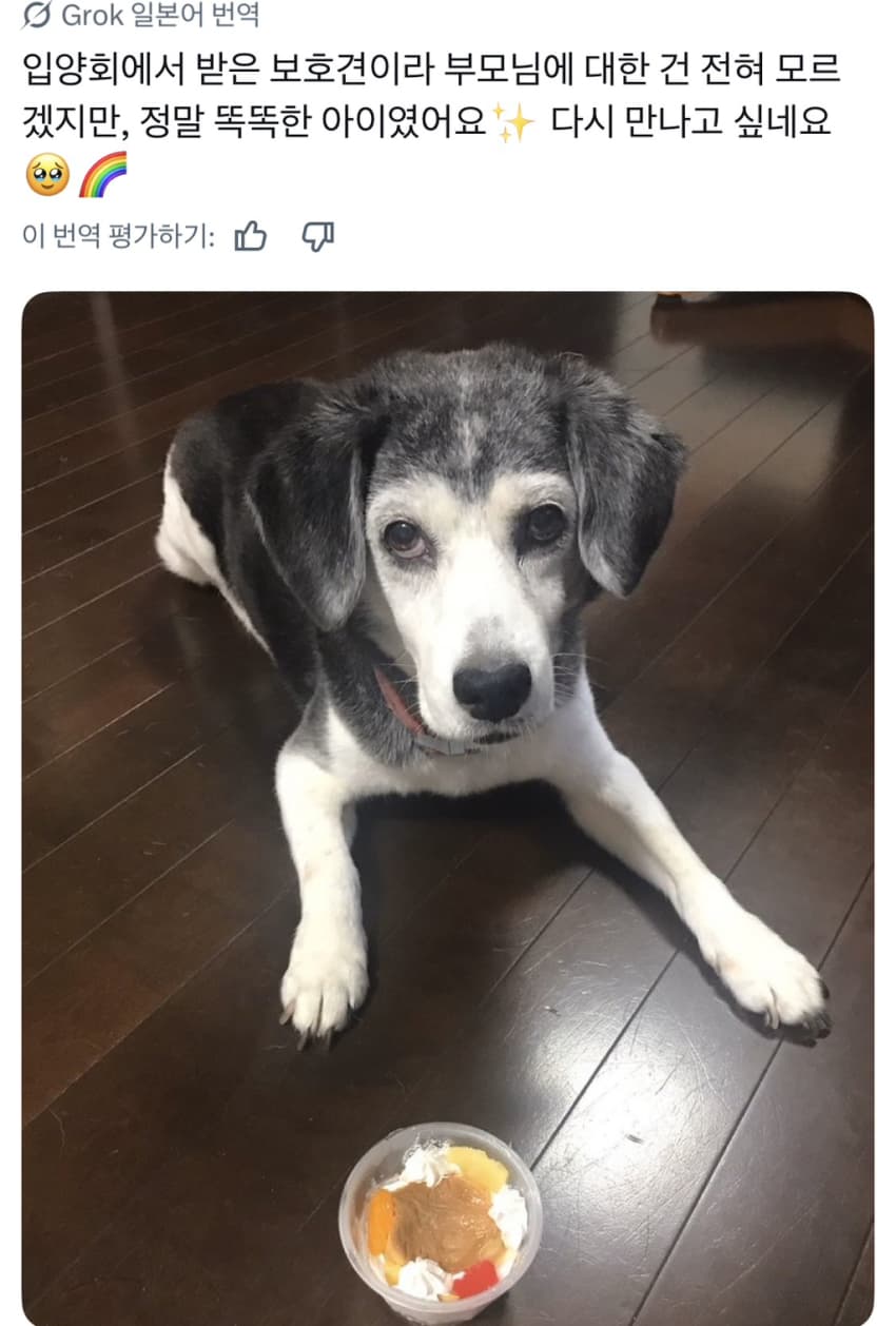싱글벙글 너무 섞여서 잘 모르겠는 잡종견 사진집이 갖고 싶어 (15)