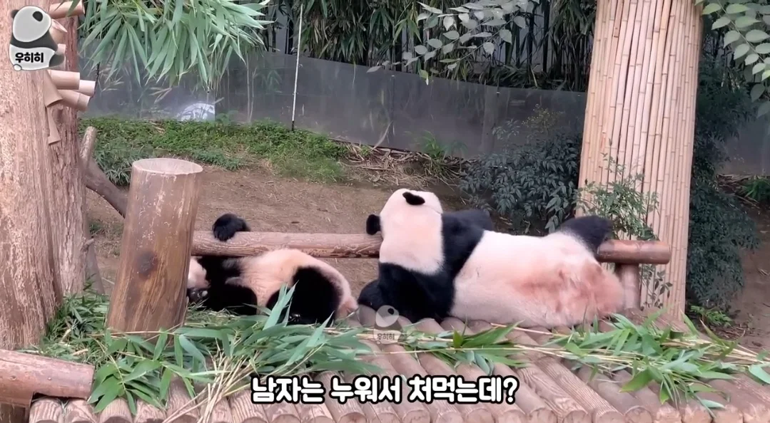의외로 판다월드가면 이런 막말하는 관람객많음 (5)
