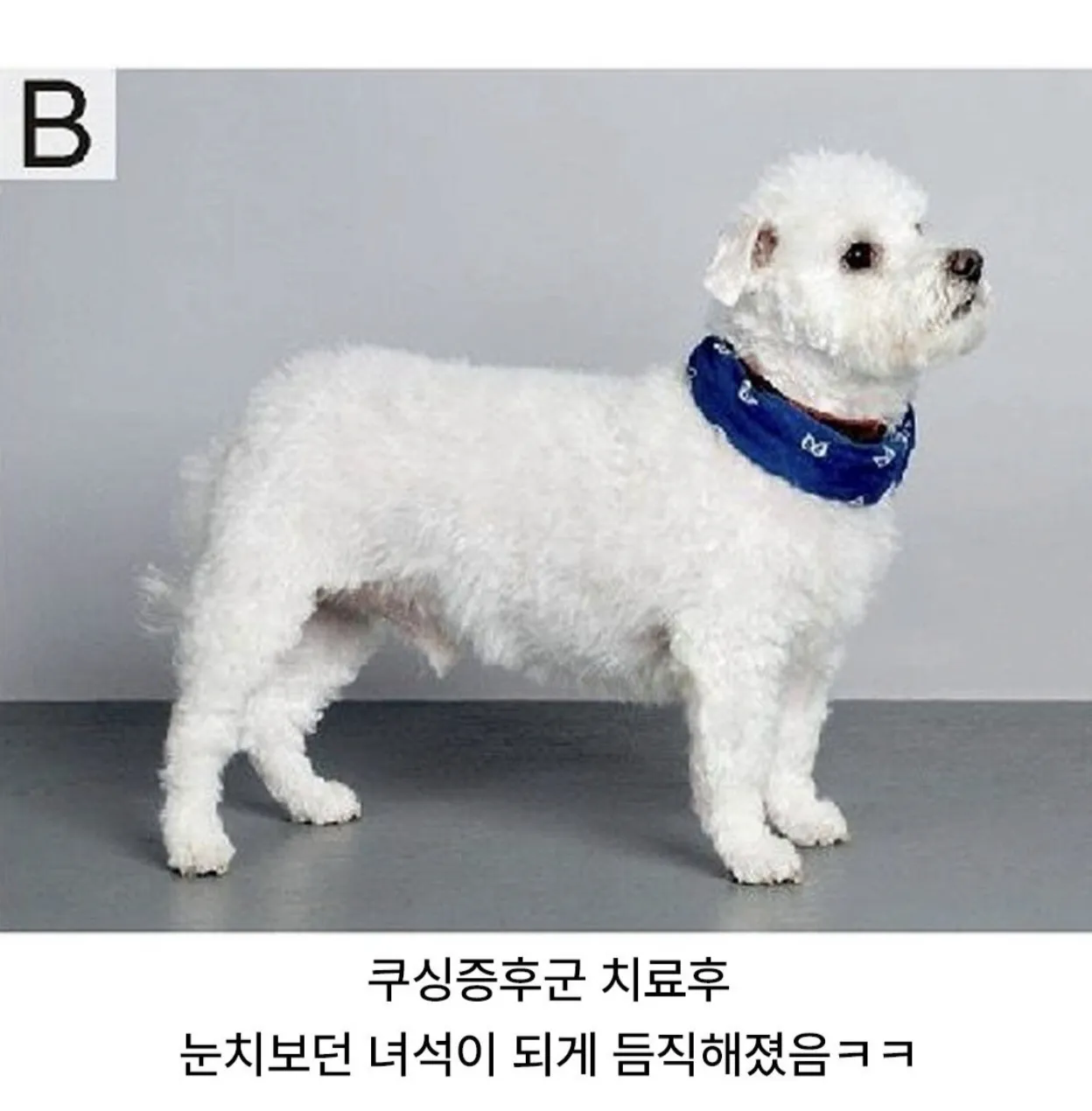 쿠싱증후군앓는 강아지 치료전후 차이 (2)