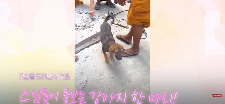 의문의 울음 소리에, 사찰 바닥 직접 부순 스님들.jpf (15)