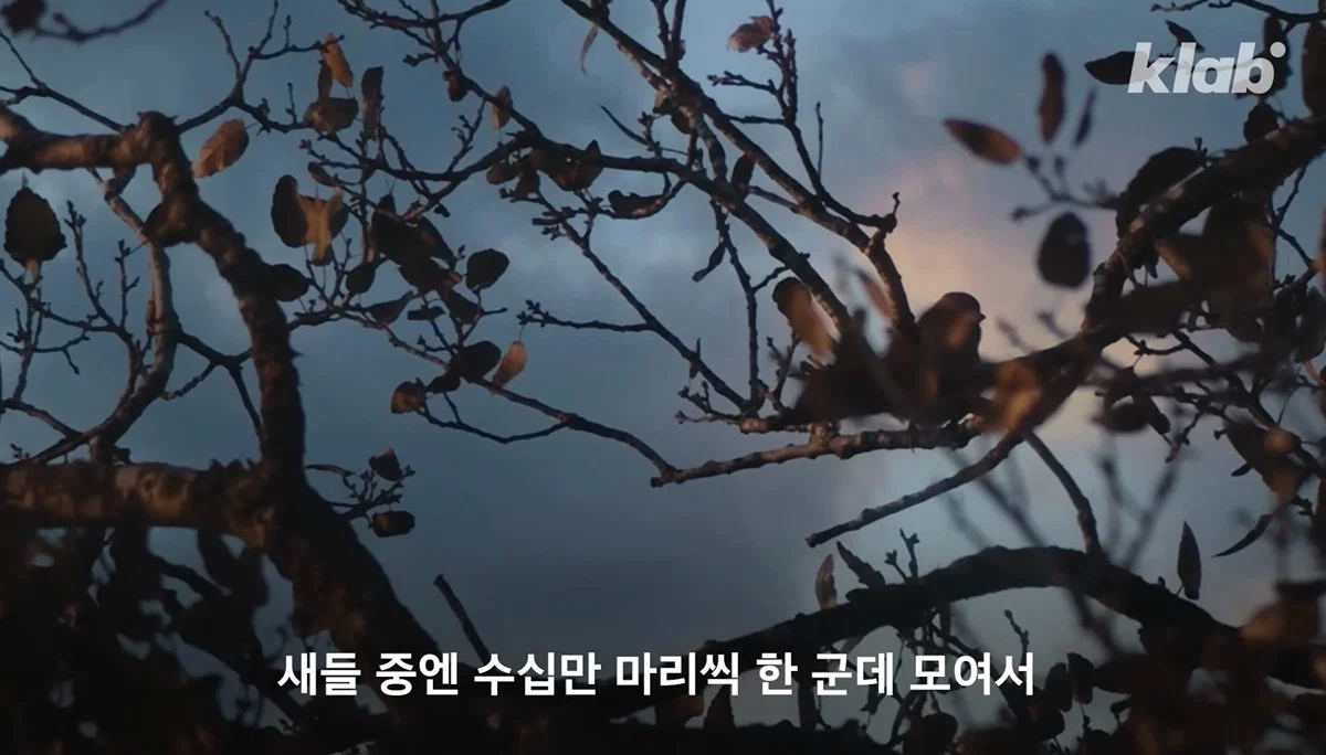 새들에겐 거의 전쟁난 수준이라는 불꽃축제 (18)