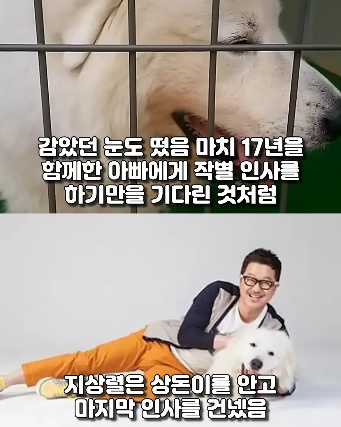 싱글벙글 17년동안 고마웠어요 힘겹게 버티던 댕댕이가 마지막까지 기다 (9)
