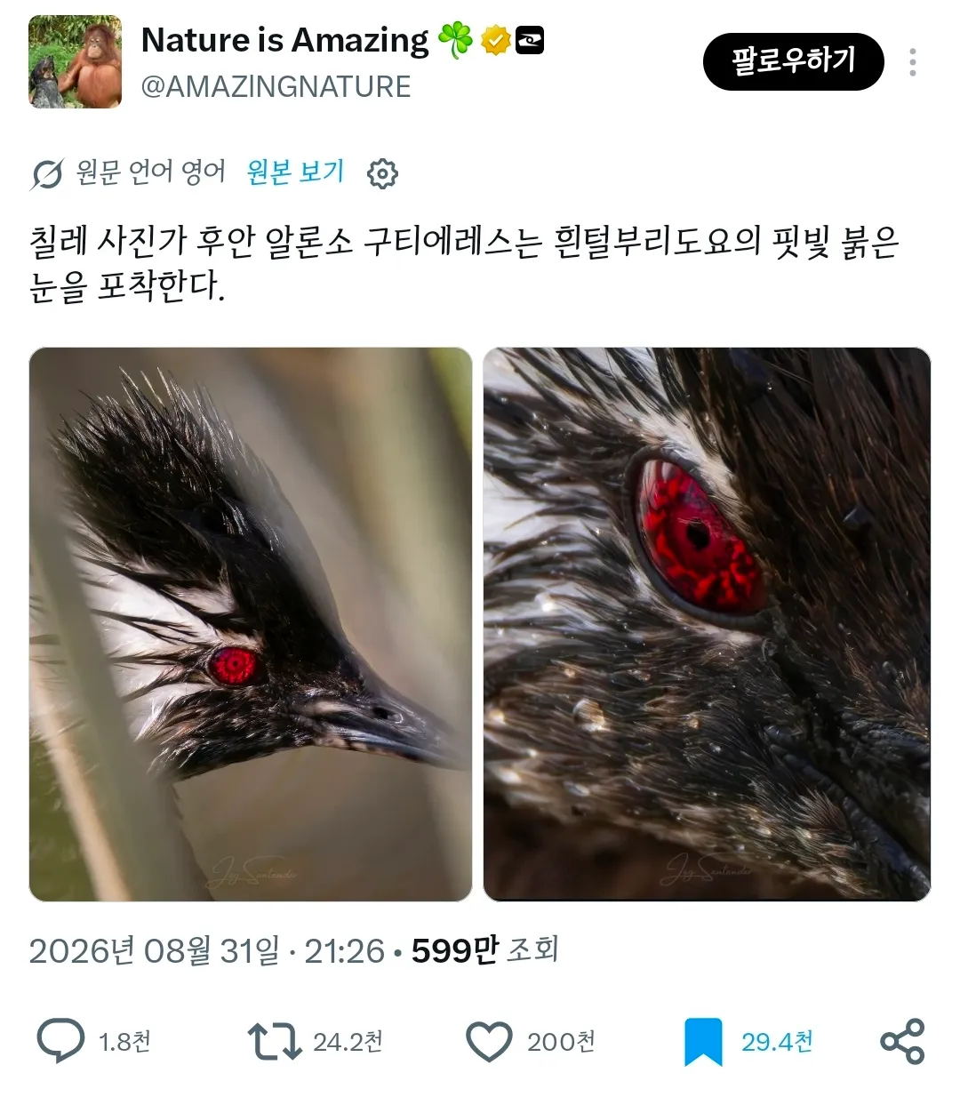 칠레 사진 작가가 찍은 흰술논병아리 사진이 트위터에서 화제되고 있다.twt