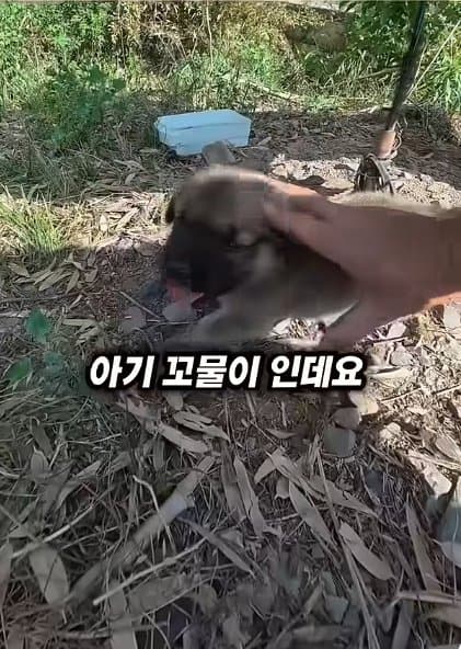 조회수1500만 견주 허락 없이 1개월 아기 강아지 그늘막 설치 사연, (10)
