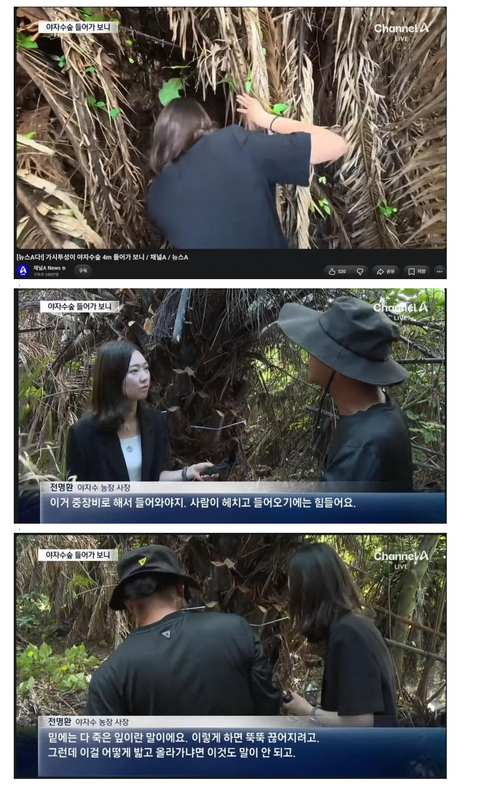야자수 농장 사장님