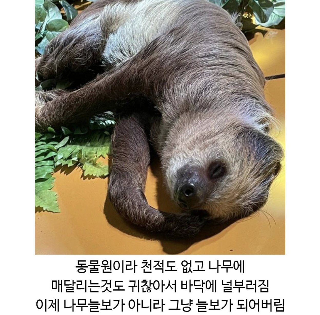 드디어 진화가된듯한 나무늘보 (3)