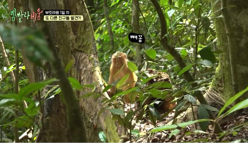 싱글벙글 정글에서 만나면 위험한 동물 (7)
