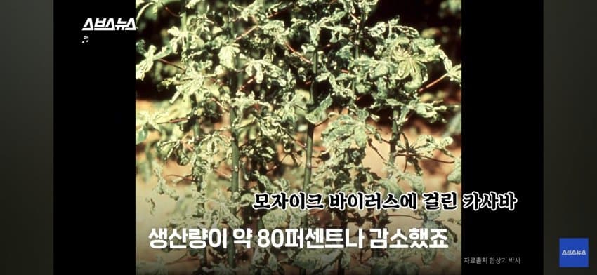 싱글벙글 아프리카 한국인 대추장님 (6)