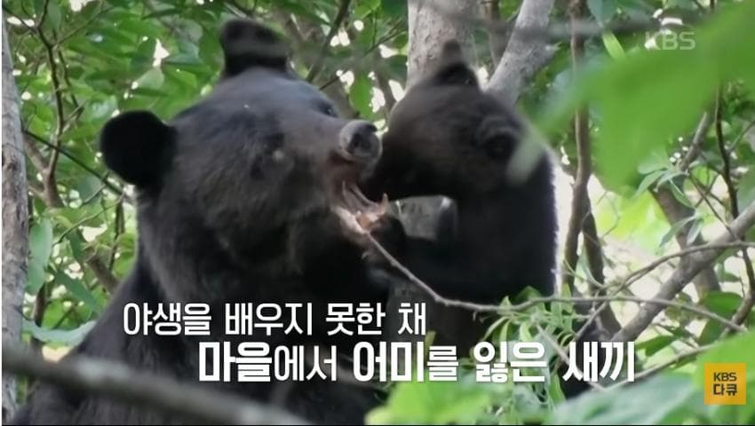 곰이 늙은 일본을 덮치다. 여고생 덮친 아키타 반달곰,, (2)