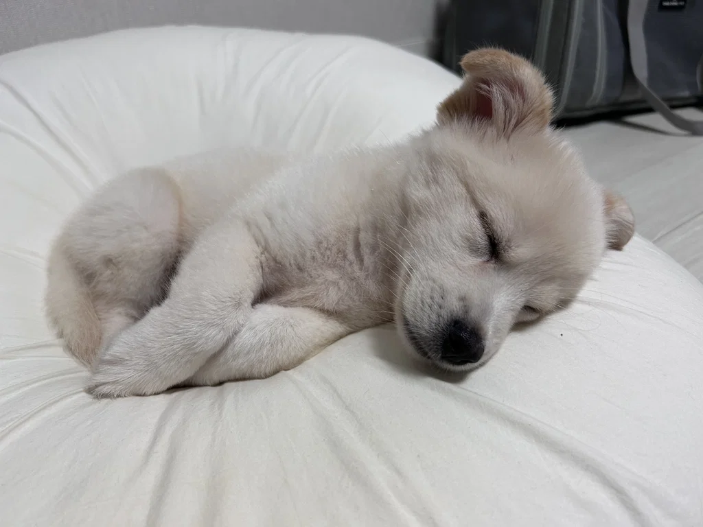 진짜 니새니예(니새끼 니나예쁘지)인거 아는데 너무 귀여워서 (4)
