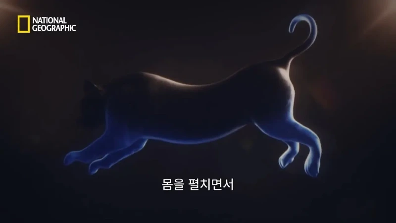 사냥 중 120m 절벽 아래로 떨어진 눈표범. jpg & YouT