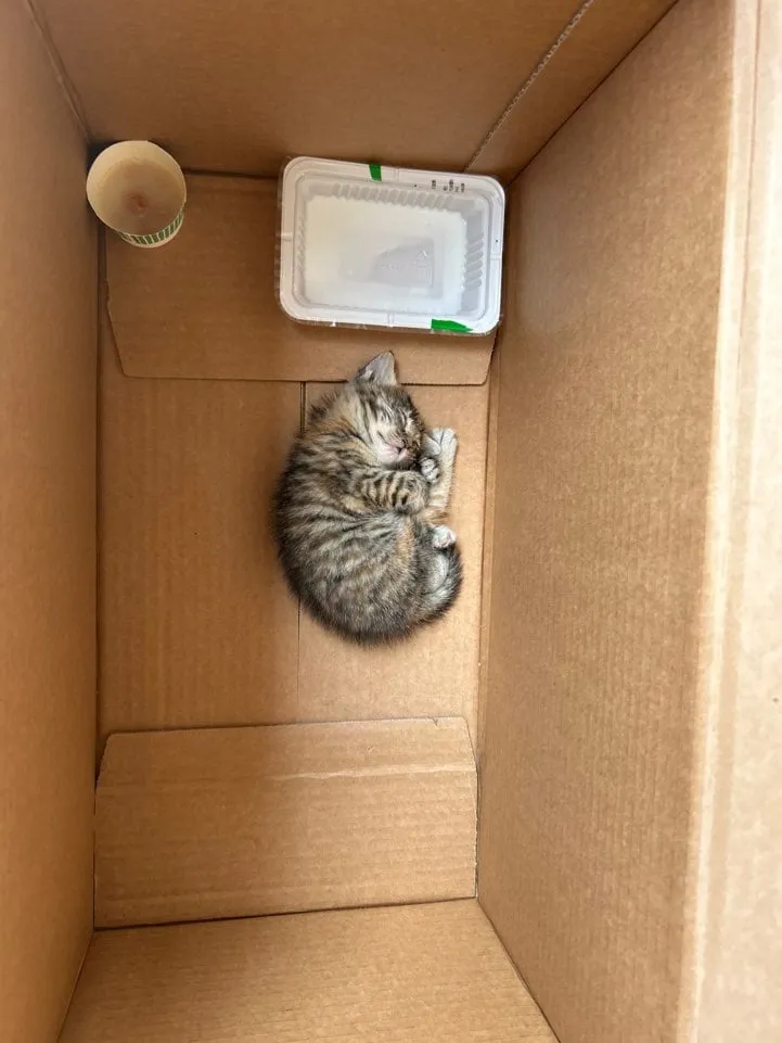 싱글벙글 이름이 곤히인 이유.cat