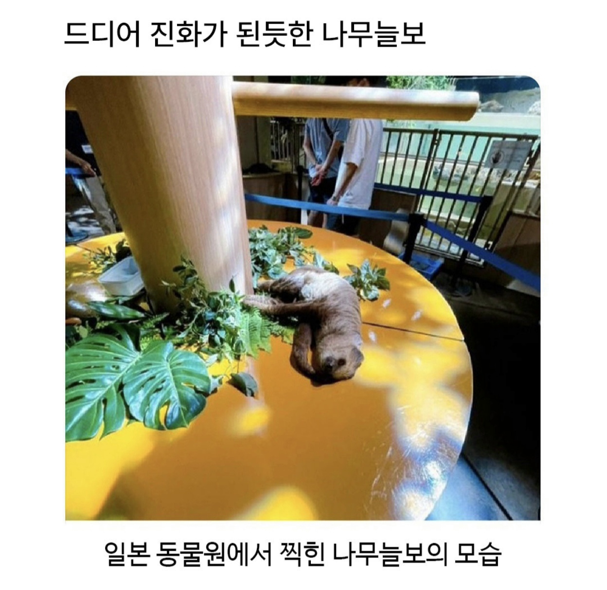 드디어 진화가된듯한 나무늘보 (2)