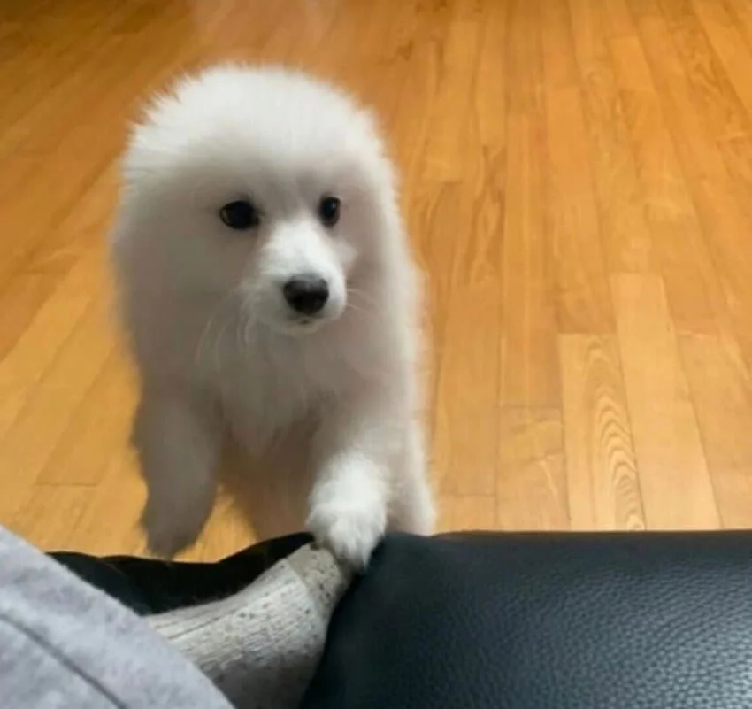 강아지 존나 귀여운점 (4)