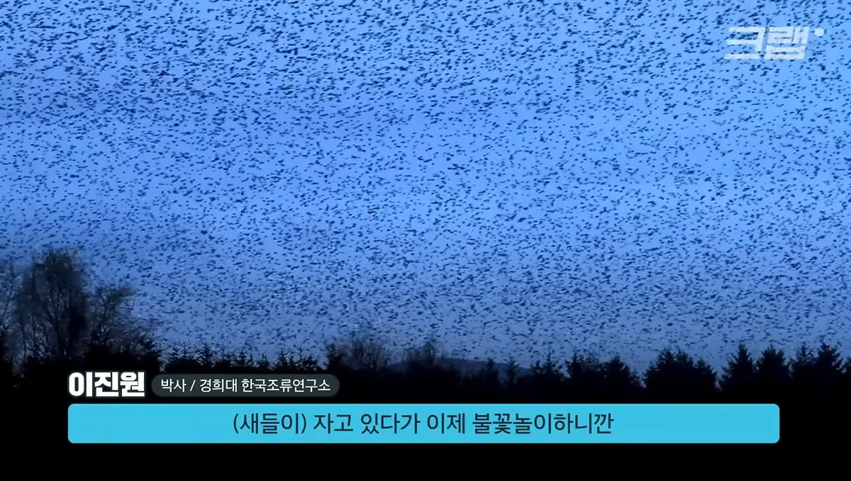 새들에겐 거의 전쟁난 수준이라는 불꽃축제 (30)