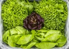 유러피안 샐러드채소 1kg (4-5종 랜덤 발송)
