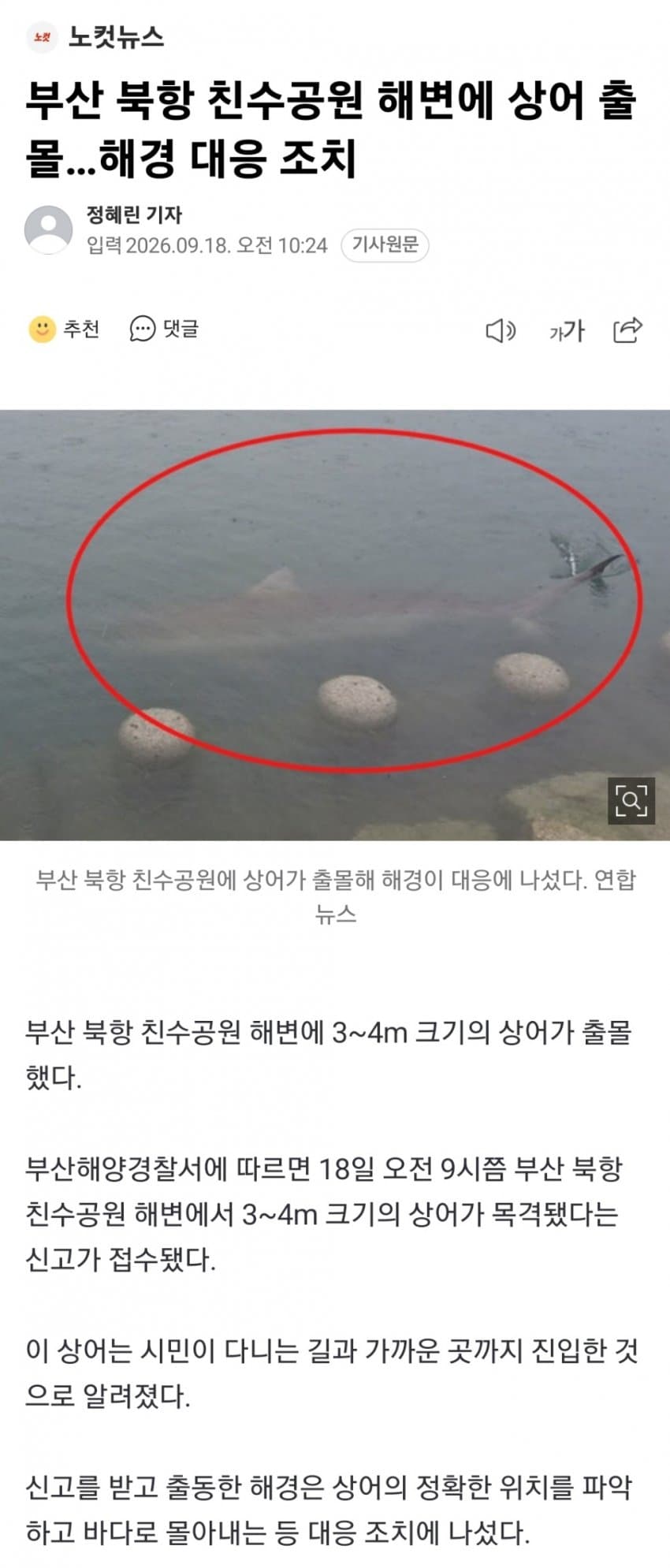 부산 북항에 3~4m길이 상어 출몰ㄷㄷ