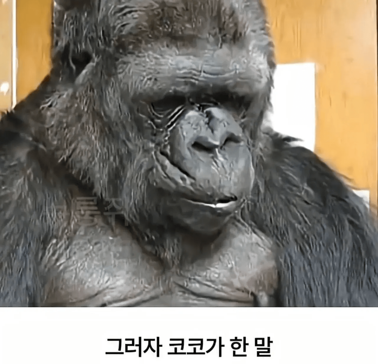 세계 최초로 수어를 이용해 인간과의 대화에 성공한 고릴라 (11)