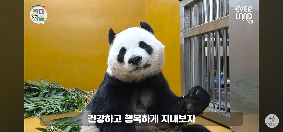 [판다와쏭] 루이후이 중국 유학 가기전까지 매일 출근하실거라는 송바오님💜🩷🐼🐼 (6)