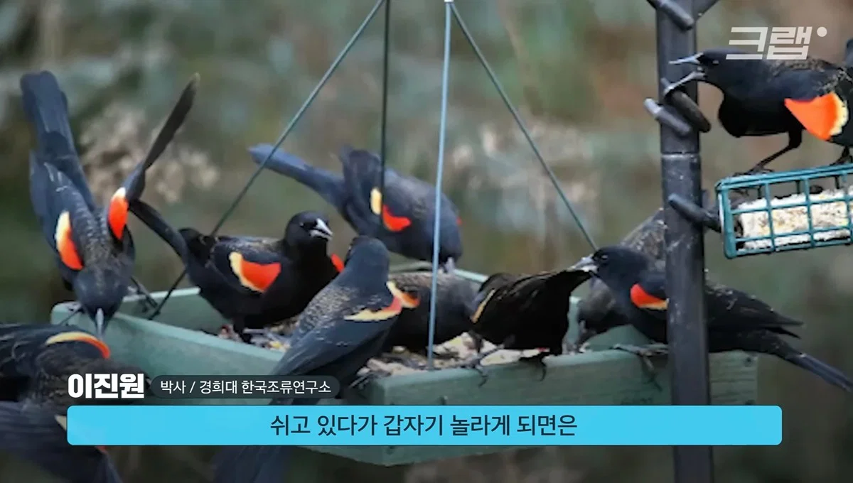 새들에겐 거의 전쟁난 수준이라는 불꽃축제 (13)
