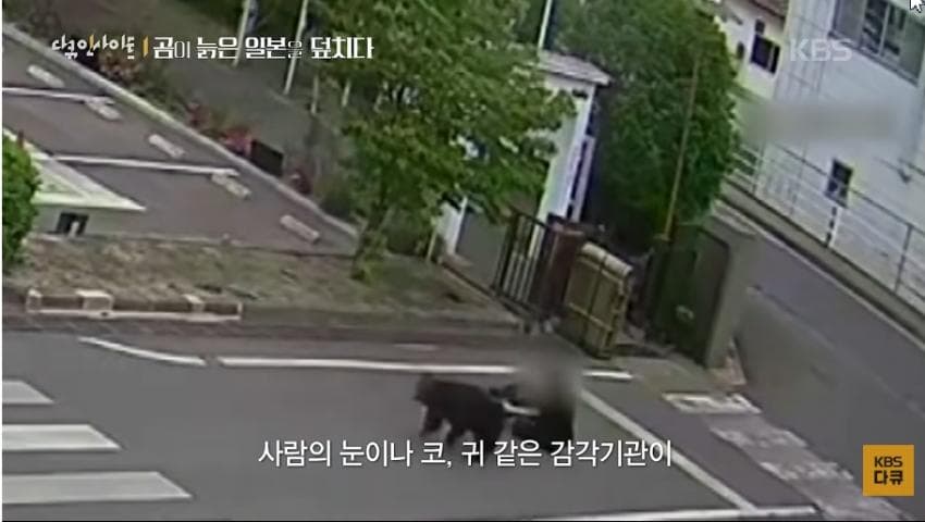 곰이 늙은 일본을 덮치다. 여고생 덮친 아키타 반달곰,, (44)