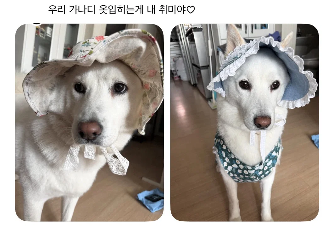 강아지 옷 샀는데 너무 과한가..? (4)