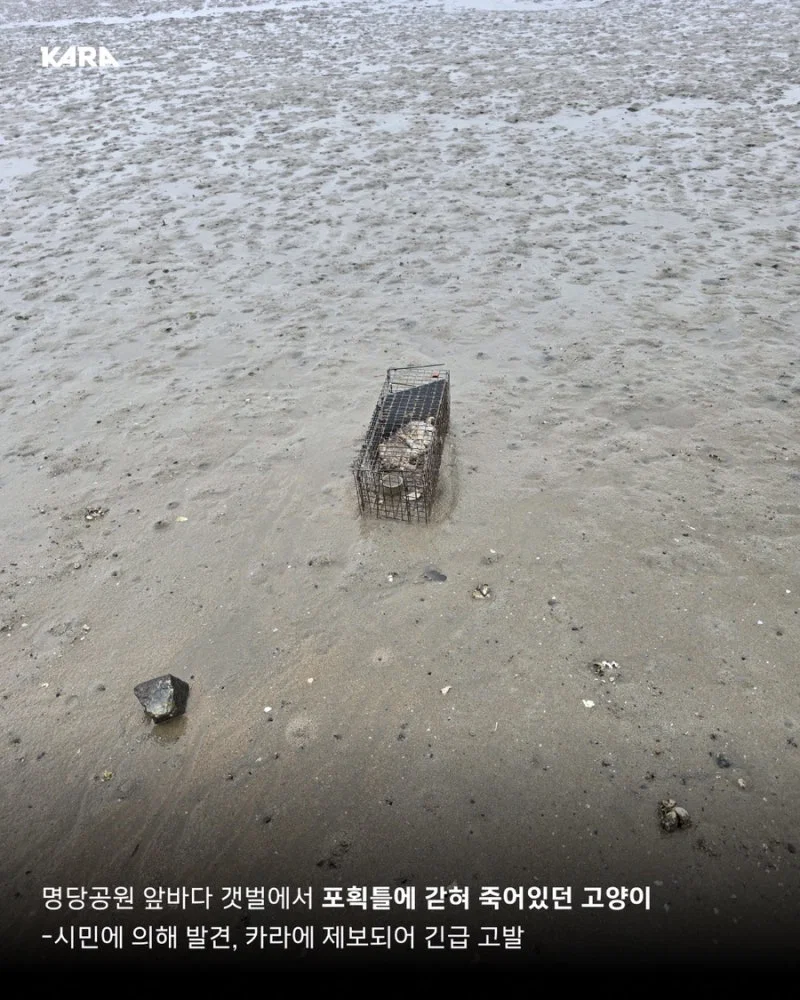 길고양이 갯벌에 무단 방사해서 익사시키고 캣맘 조롱한 남성 동물학대죄 인정 받음 (3)