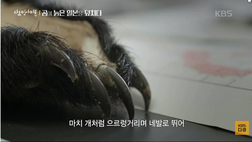 곰이 늙은 일본을 덮치다. 여고생 덮친 아키타 반달곰,, (42)
