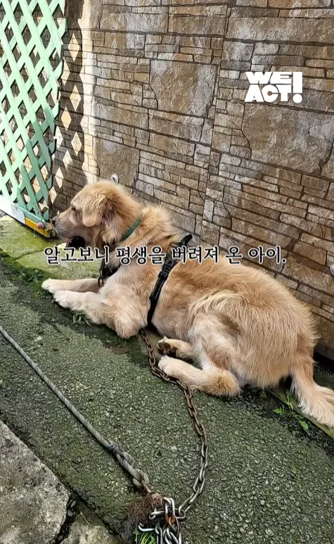 빡침주의) 폭염속 차 안에 살던 리트리버 카도 (15)