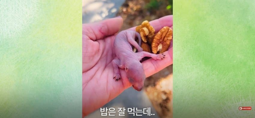 어미 다람쥐에게 갈곳 잃은 새끼 보여줬더니.. (8)
